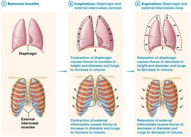 Volume changes in pulmonary ventilation