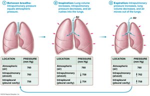 Pressure changes in pulmonary ventilation