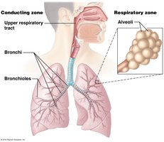 Conducting and respiratory zones of the respiratory system