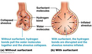 Effect of surfactant on alveolar surface tension