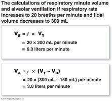Calculation of respiratory minute volume