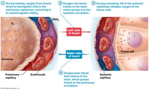 Transport of oxygen: loading and unloading of oxygen