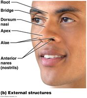 External structures of the nose