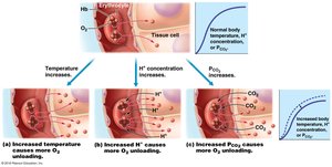 Effect of temperature, pH, and PCO2 on oxygen unloading