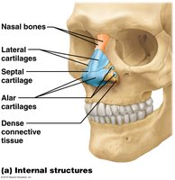 Internal structures of the nose
