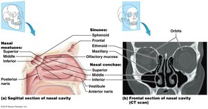 Sagittal and frontal sections of the nasal cavity