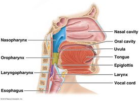 Anatomy of the pharynx