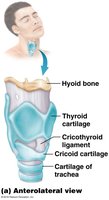 Anterolateral view of the larynx