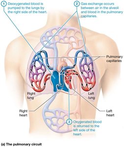 Pulmonary circuit diagram