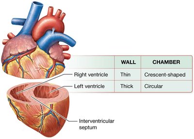 Ventricular wall thickness