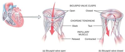 Bicuspid valve open and closed