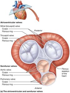 Atrioventricular and semilunar valves