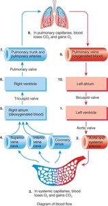 Diagram of blood flow through the heart