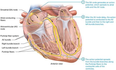 Conduction system of the heart