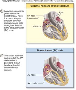 SA and AV node conduction
