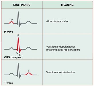 ECG waves and their meaning