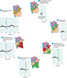ECG and cardiac cycle