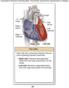 Heart chambers diagram