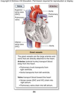 Great vessels of the heart