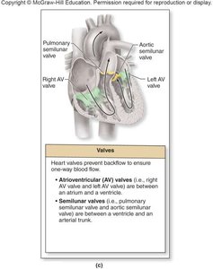 Heart valves diagram