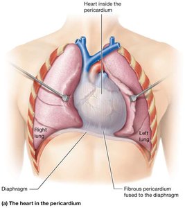 Heart in the pericardium