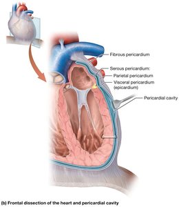 Frontal dissection of the heart and pericardial cavity