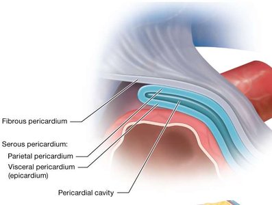 Layers of the pericardium