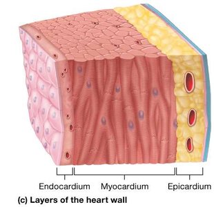 Layers of the heart wall