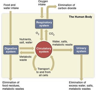 Diagram showing the interaction of the circulatory system with the digestive, respiratory, and urinary systems