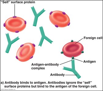 Antigen-antibody complex formation