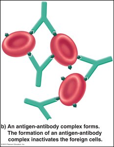 Table of ABO blood types, antigens, and antibodies