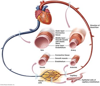 Structure of arteries, veins, and capillaries