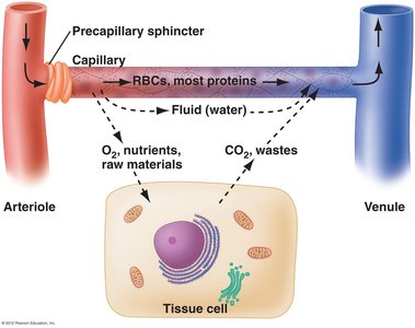Exchange of substances between capillaries and tissue cells
