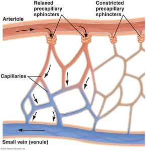 Precapillary sphincters regulating blood flow in capillary beds