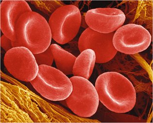 Microscopic image of red blood cells