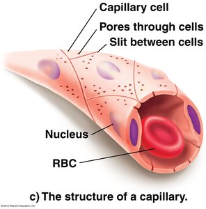 Structure of a capillary