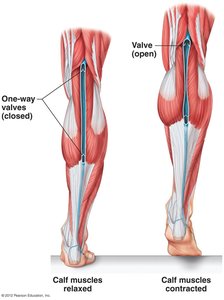 Skeletal muscle pump and one-way valves in veins