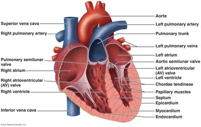 Anatomy of the human heart