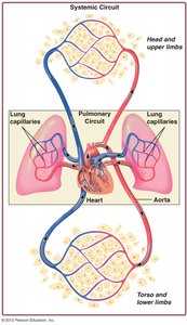 Diagram of pulmonary and systemic circulation