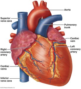 Coronary arteries and veins of the heart