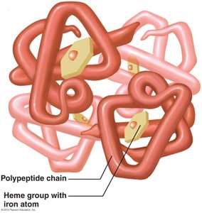 Structure of hemoglobin showing polypeptide chains and heme groups with iron atoms