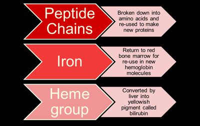 Fate of peptide chains, iron, and heme group from hemoglobin breakdown