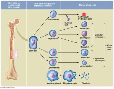 Diagram of blood cell development from stem cells to mature blood cells
