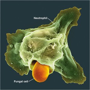 Neutrophil engulfing a fungal cell