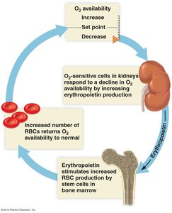 Negative feedback loop of erythropoietin regulation of RBC production