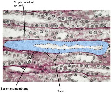 Simple cuboidal epithelium in kidney, longitudinal section