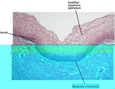 Stratified squamous epithelium in vagina