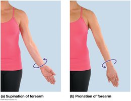 Supination and pronation of the forearm