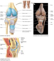 Anatomical structure of the knee joint