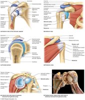 Anatomical structure of the shoulder joint